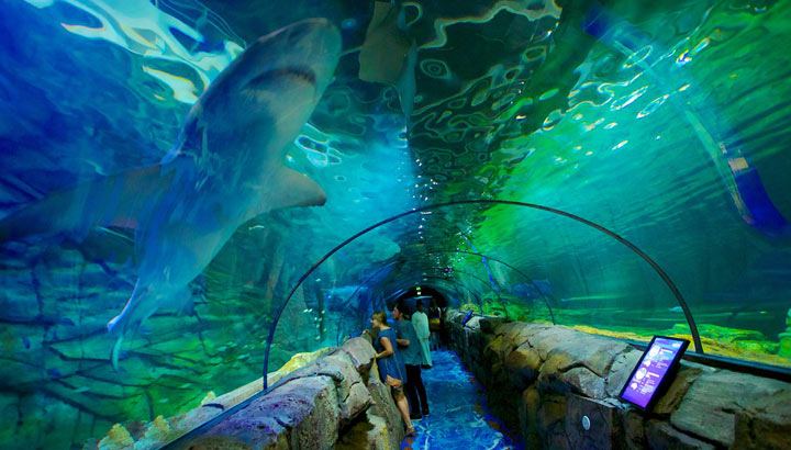 Sydney Aquarium is one of the best tourist places in Sydney, Australia