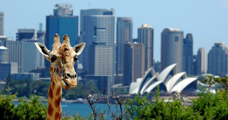 Taronga Zoo is one of the most important parks in Sydney