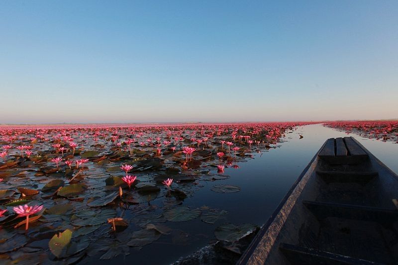 1581418289 146 All you need to know about Red Lotus Lake in - All you need to know about Red Lotus Lake in northeastern Thailand