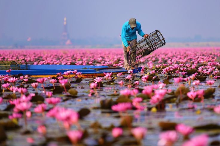 1581418289 245 All you need to know about Red Lotus Lake in - All you need to know about Red Lotus Lake in northeastern Thailand