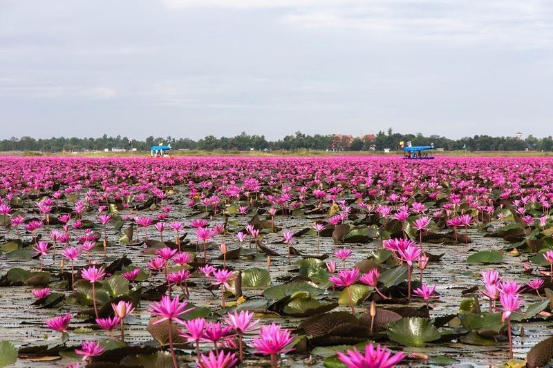 1581418289 840 All you need to know about Red Lotus Lake in - All you need to know about Red Lotus Lake in northeastern Thailand