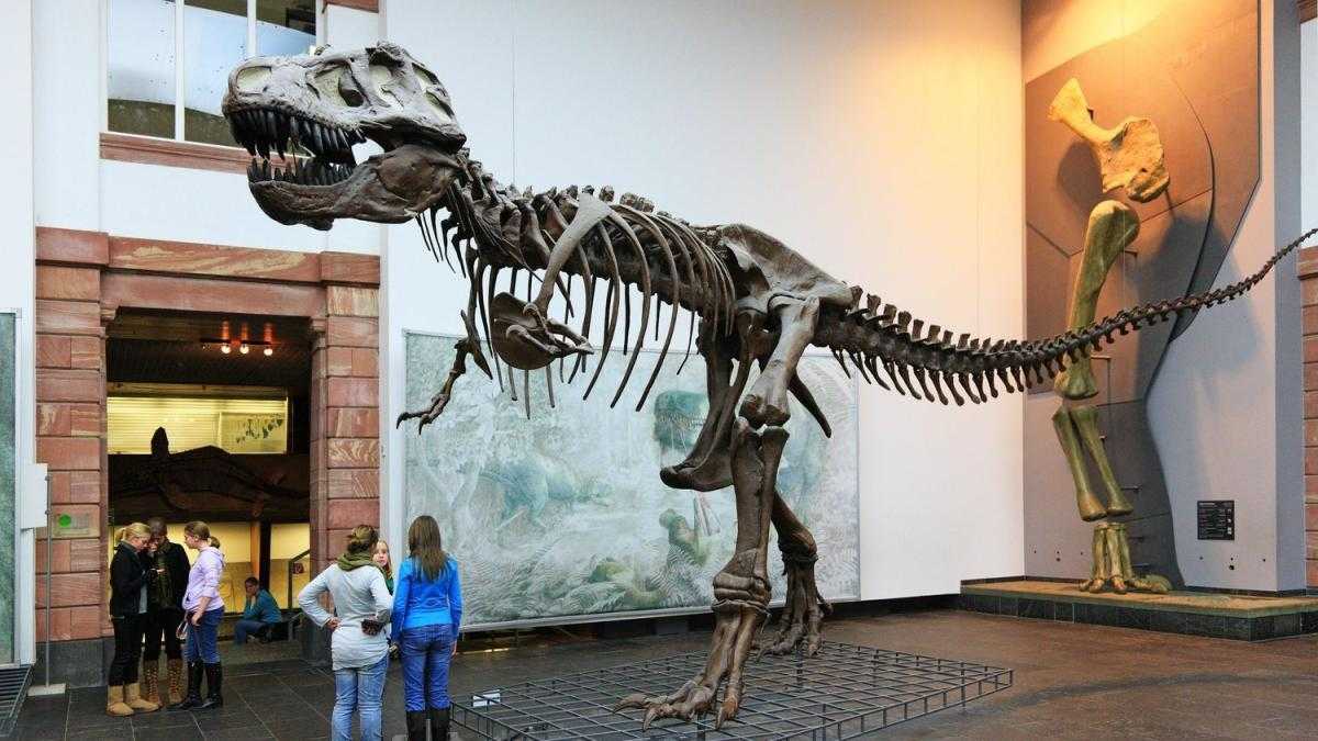 Natural History Museum Frankfurt, Germany