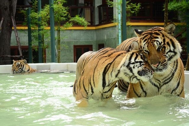 Tiger Kingdom Phuket is one of the best places of tourism in Thailand