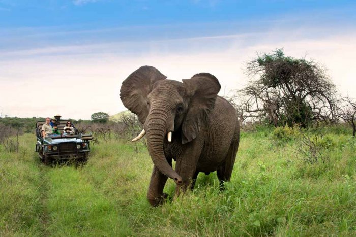 Safari in South Africa