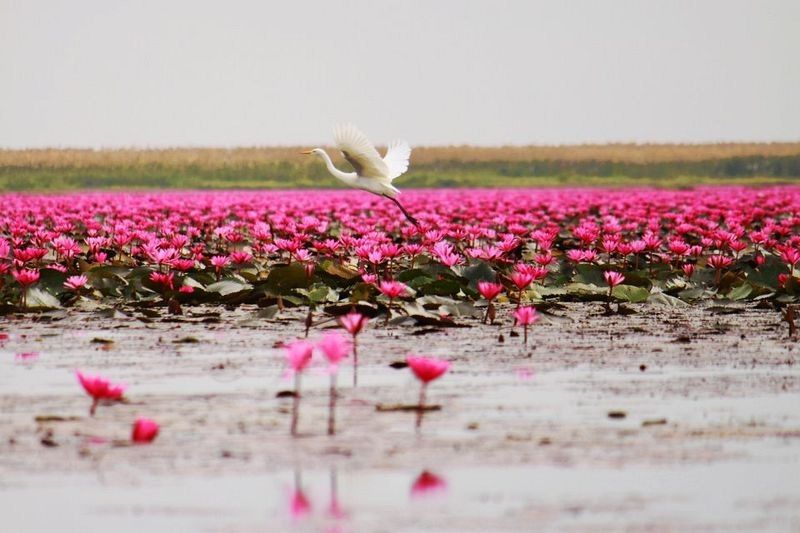 All you need to know about Red Lotus Lake in - All you need to know about Red Lotus Lake in northeastern Thailand