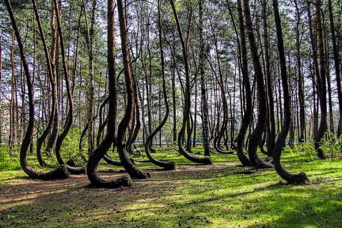 Amazing forests you must visit - Amazing forests you must visit!