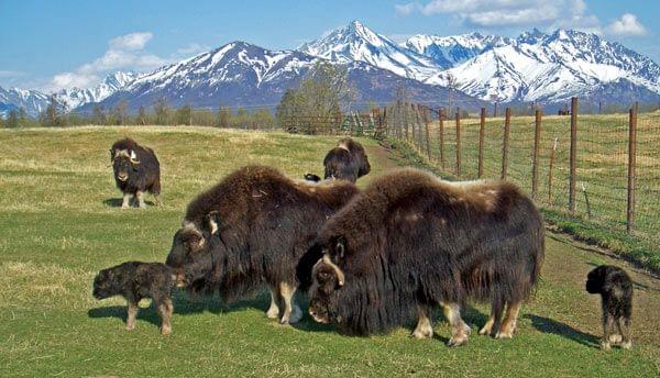 Animal lovers visit to the musk ox farm in Alaska - Animal lover's visit to the musk ox farm in Alaska