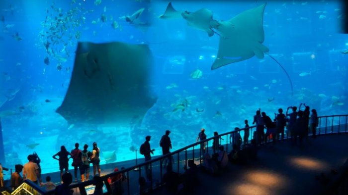 Aquarium in Marine Life Park