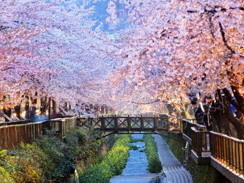 A spring scene in South Korea