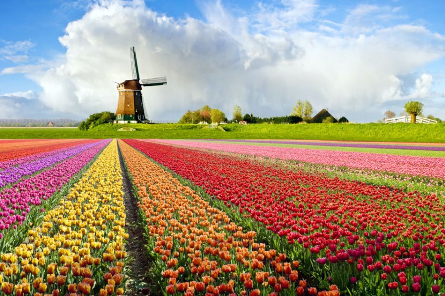 Flower fields in the Netherlands.