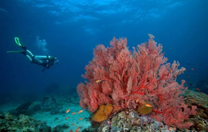 Enjoy diving in the water in the Andaman Islands