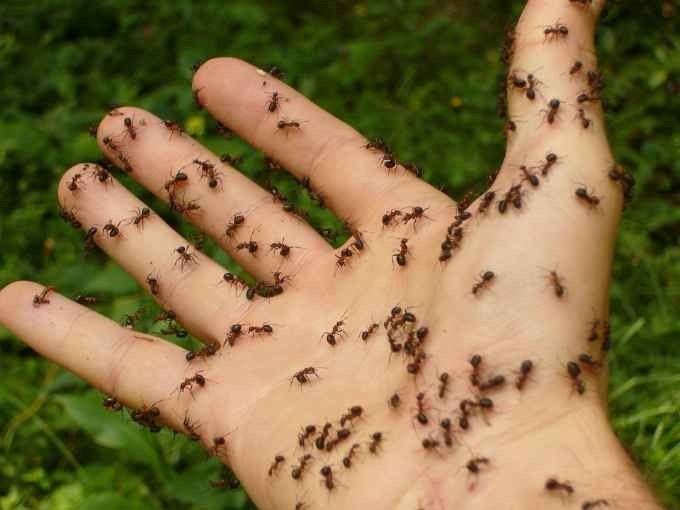 The strangest traditions of Brazil .. defied ants ..