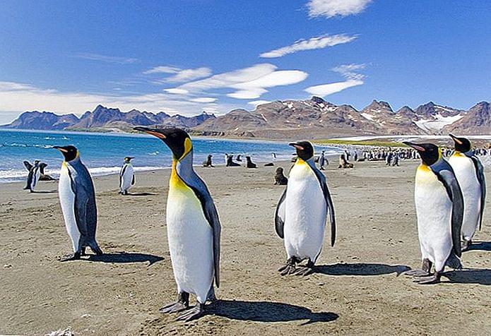 Falkland Islands attract tourists for these reasons - Falkland Islands attract tourists for these reasons