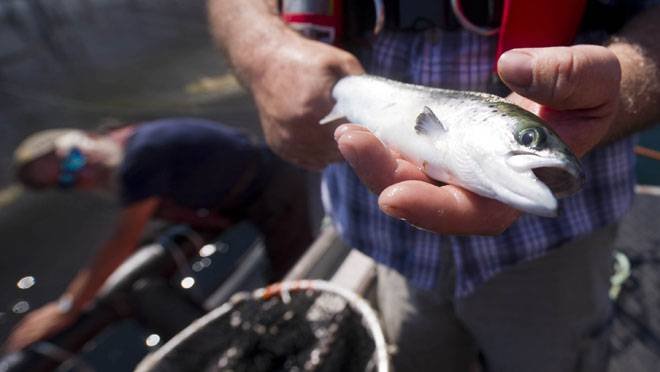 Salmon fish circulation without permission