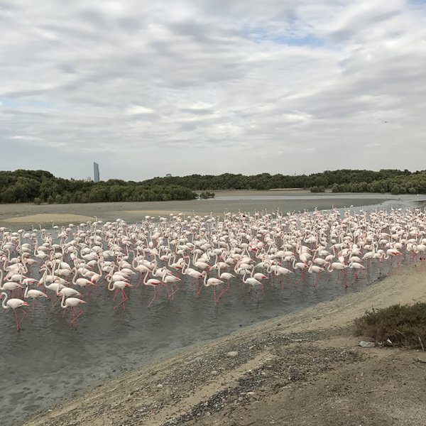 Flamingo boasts at Ras Al Khor Reserve in Dubai