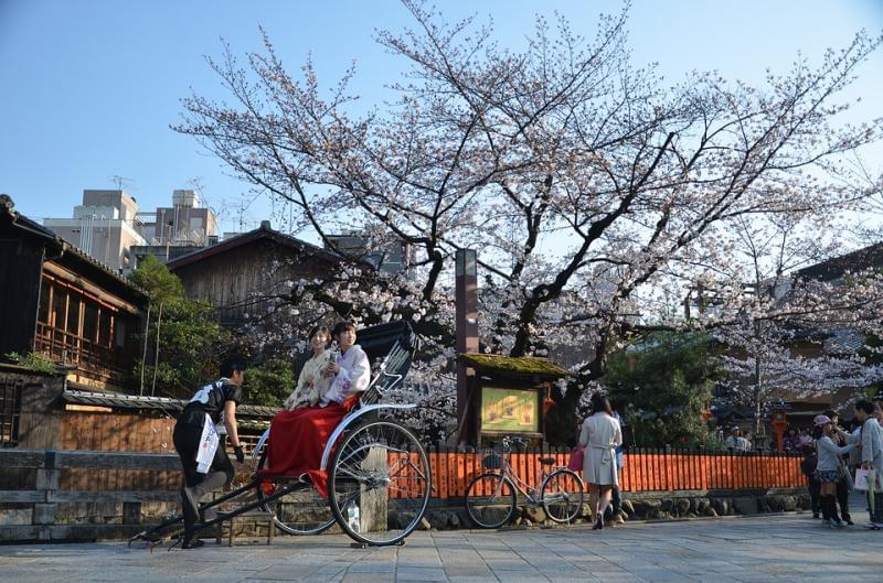 For lovers of cherry blossoms ... Tourist destinations will do - For lovers of cherry blossoms ... Tourist destinations will do the trick