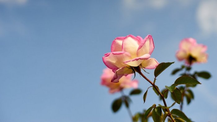 From Princess Grace Kelly's Rose Garden
