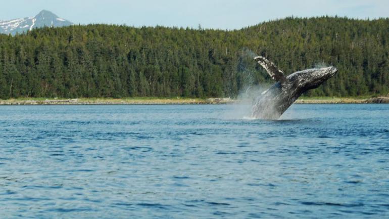 Places to see the huge whales in West America dear - Places to see the huge whales in West America, dear tourist