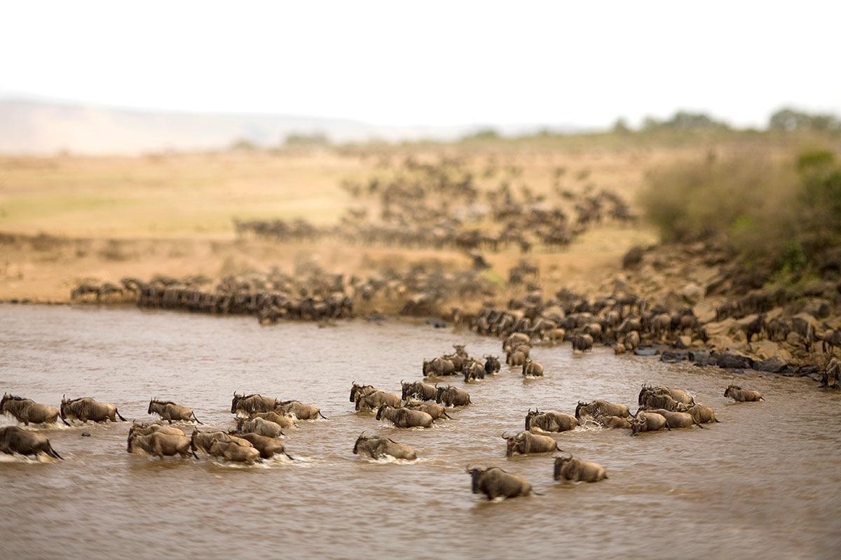 Planning for the best safaris in Africa