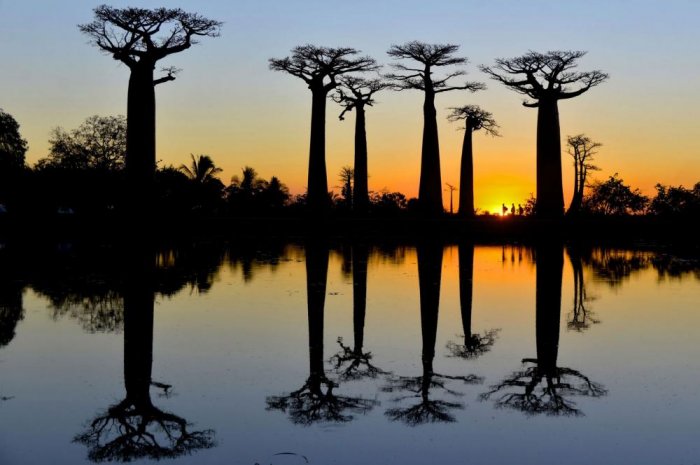 Avenue Of Baobabs