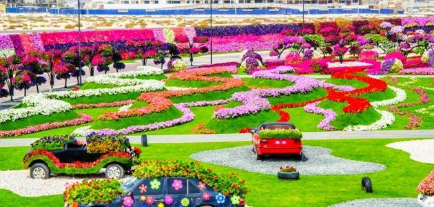Rose Garden in Dubai
