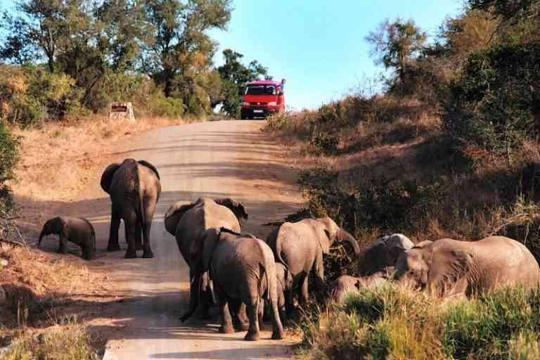 Safari trips in South Africa ... get to know them - Safari trips in South Africa ... get to know them