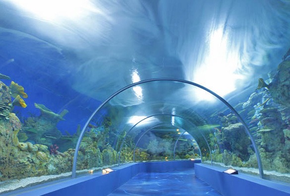 Fakih Jeddah Aquarium is one of the most important places of tourism in Saudi Arabia