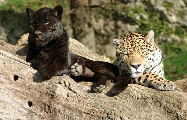 Salzburg Zoo 