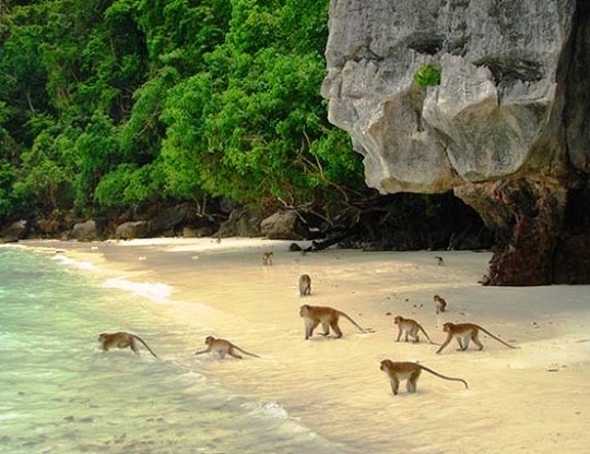 A scene from Monkey Beach in Krabi