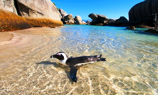 Penguins swim at Boulders Beach in Cape Town