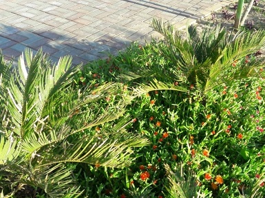 A scene of Al-Ruddaf Park in Taif