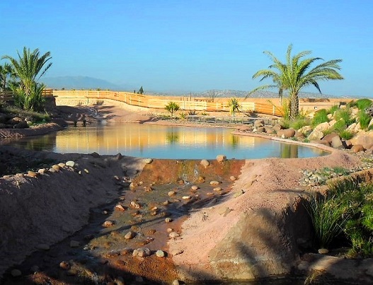 A scene of the crocodile garden in Agadir