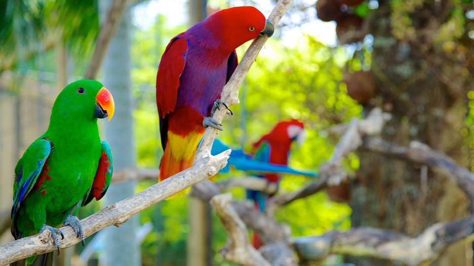 Bali Bird Park is one of the most beautiful gardens in Bali, Indonesia