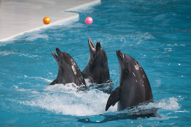 The best 4 activities in Dubai Dolphinarium UAE - The best 4 activities in Dubai Dolphinarium UAE