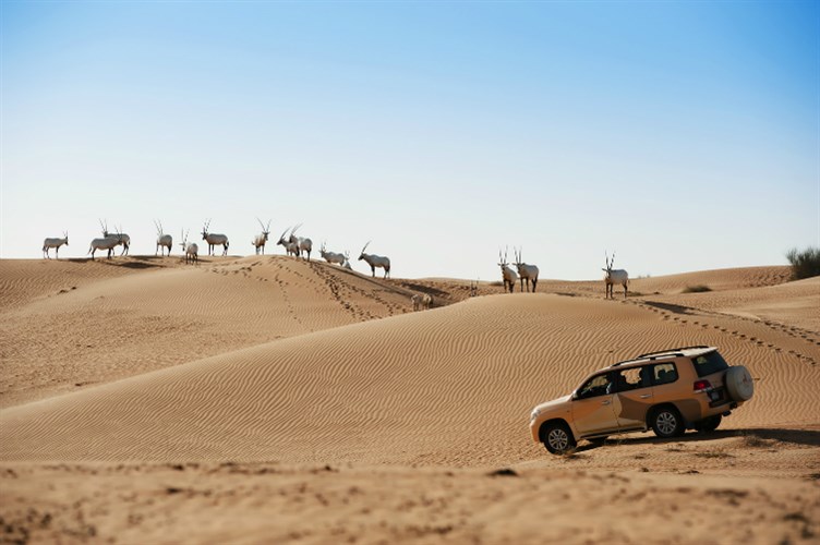 The best 4 activities in the Dubai desert reserve Emirates - The best 4 activities in the Dubai desert reserve Emirates