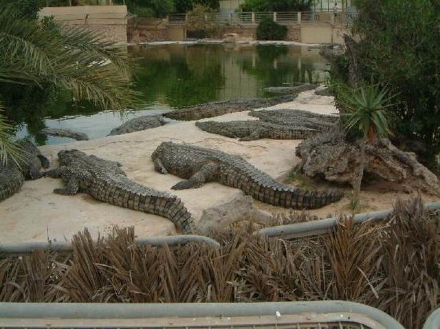 Crocodile garden Djerba