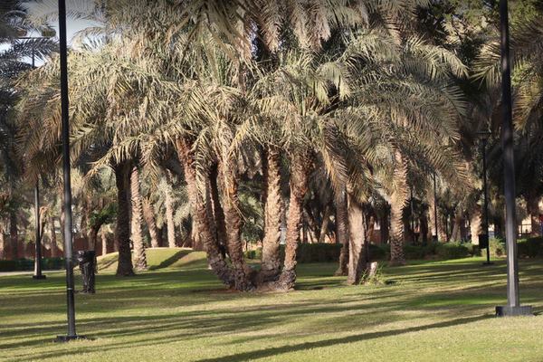 The best 8 activities in Al Salam Park in Riyadh - The best 8 activities in Al Salam Park in Riyadh
