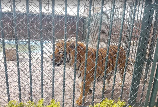 The Zoo in Konya