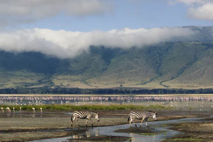 Zebra in the protected area of ​​Ngorongoro in Tanzania