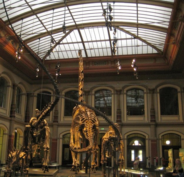 Natural History Museum - Berlin