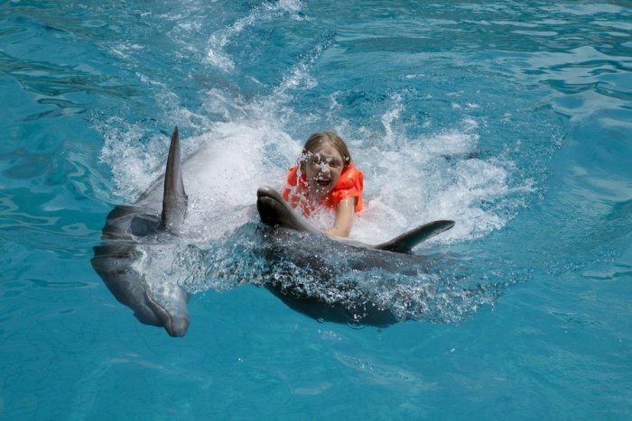 Popular tourist activities such as dolphins shows