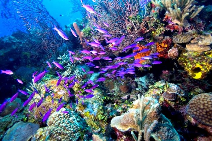 Barrier Reef in Belize
