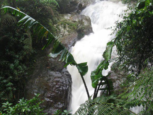 Top 3 Activities in Robinson Cameron Highland Waterfalls