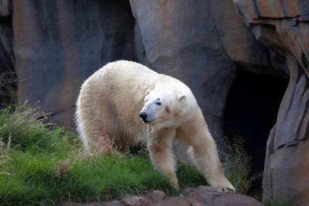 Lincoln Park Chicago Zoo