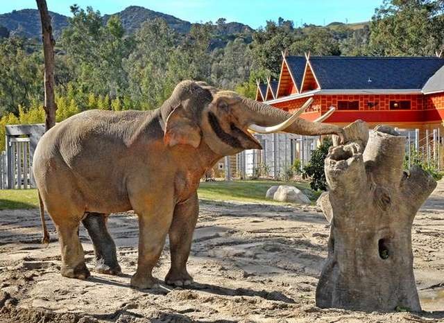 Los Angeles Zoo