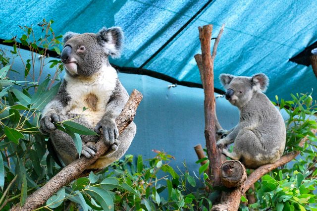 Wildlife Sydney is one of the best attractions in Sydney