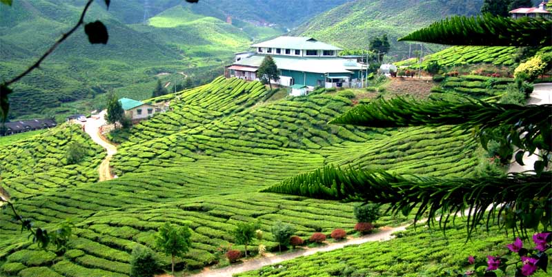 Tea plantation in Cameron Highland, Malaysia