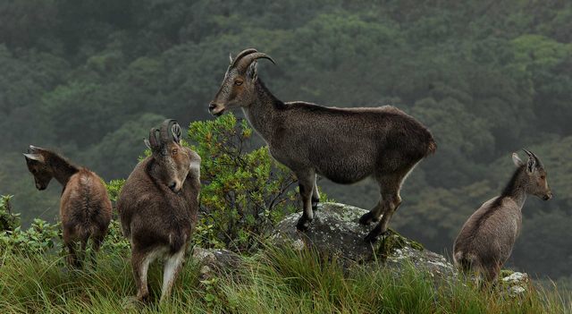 Iravikulam National Park in Munnar Kerala