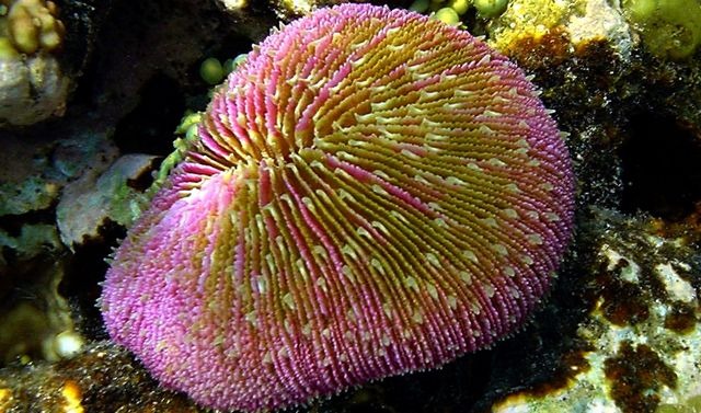 Coral reefs in Sharm El-Sheikh