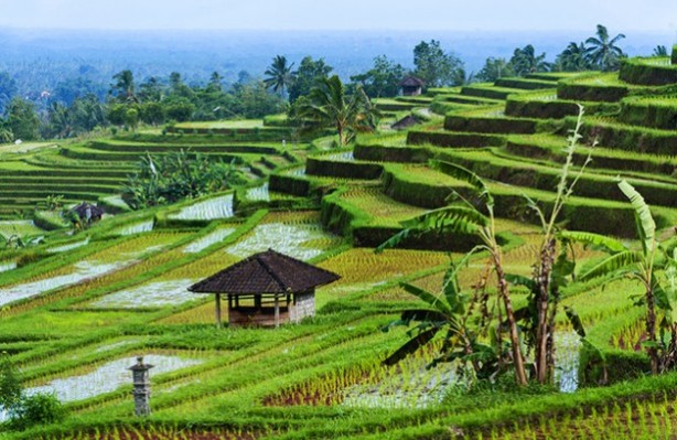 Rice farms in Bali